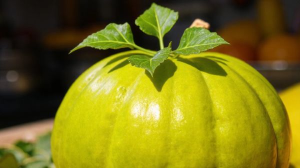 Découvrez comment la gourde révolutionne notre façon de s'hydrater
